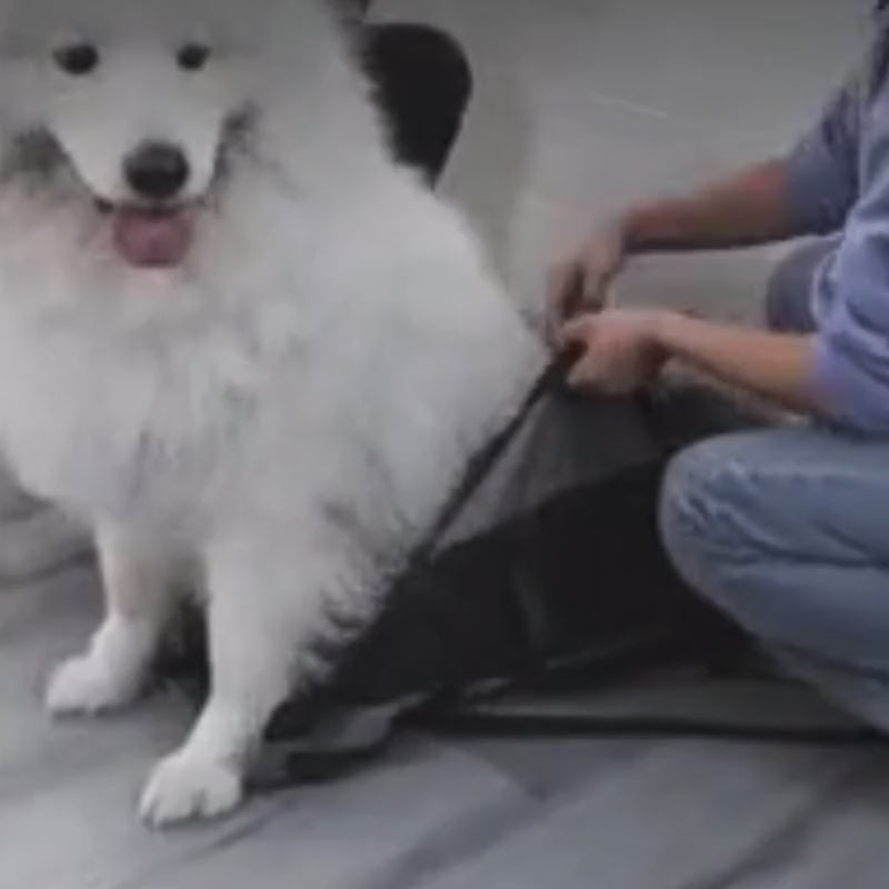 sac a dos gros chien